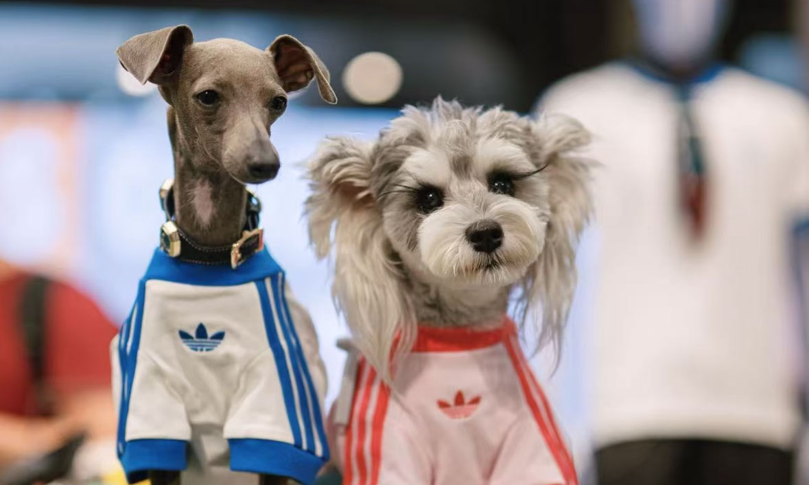 宠物服饰成为 adidas 最近“168赛车正规开奖网站 1分钟一期赛果查询 JISU直播赛车官网同步奖号结果数据”被抢购的爆品…